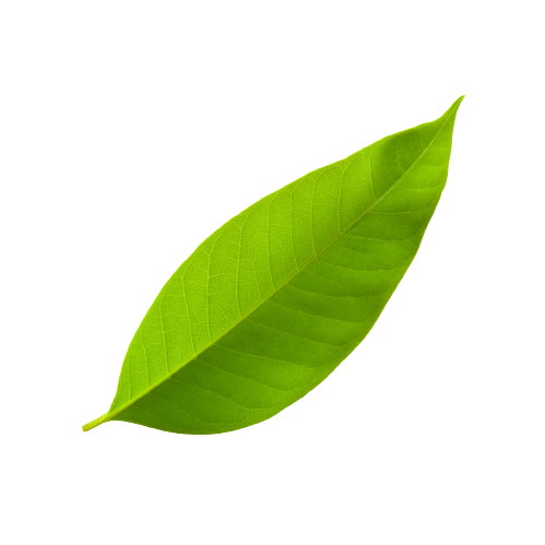 Blurred leaves background